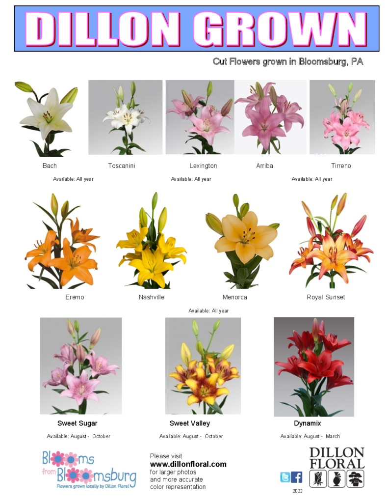 Lilies | Dillon Floral Corporation